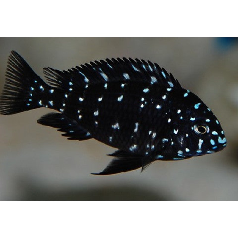 Tropheus Duboisi "Tropheus duboisi"- 1-1.5''