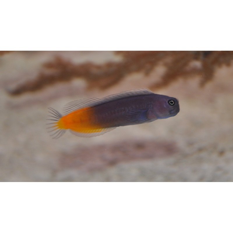 Two-Colored Blenny (bicolor blenny)