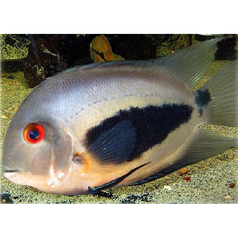 Uaru Cichlid "Uaru amphiacanthoides"