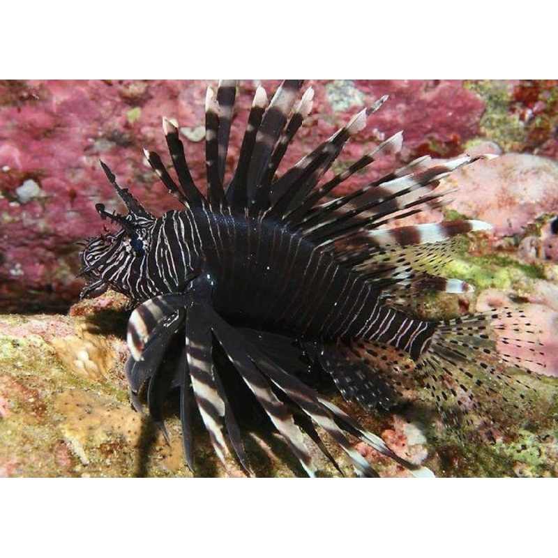 Volitan Lionfish "Pterois volitans"