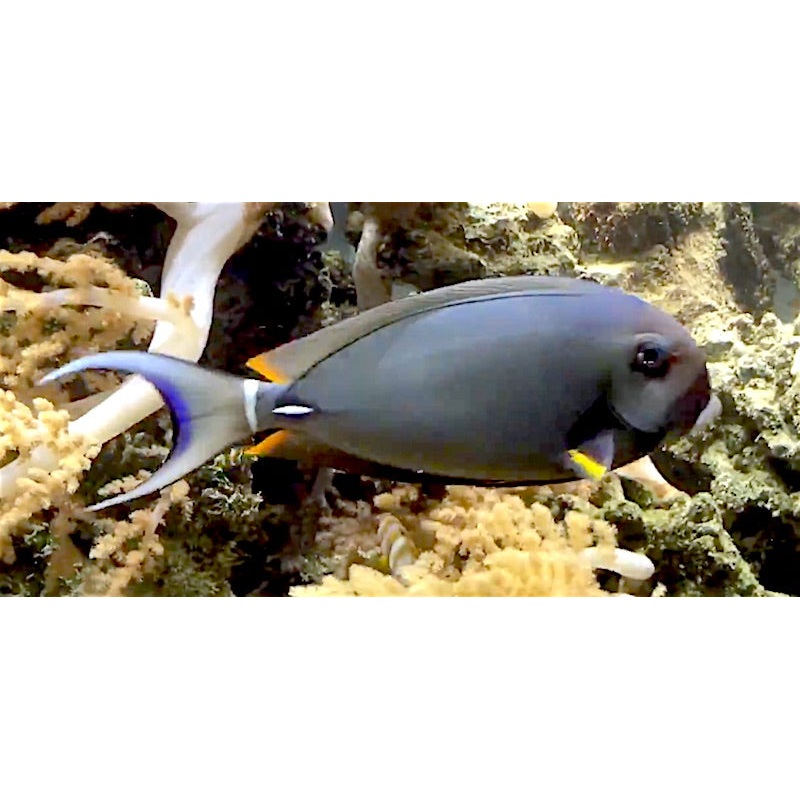 White Spine Tang