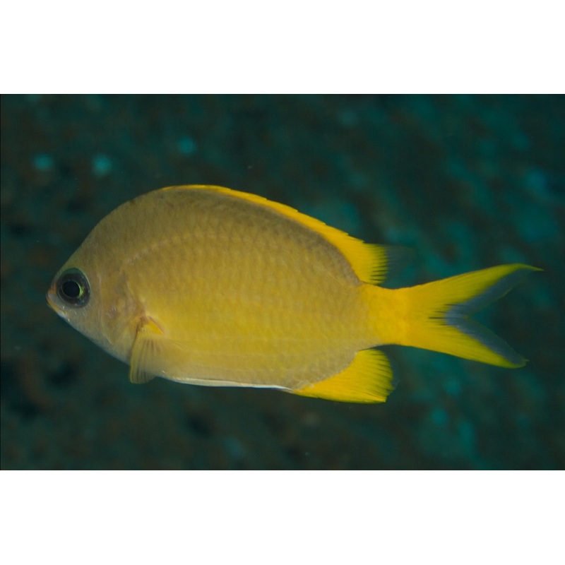 Yellow Chromis