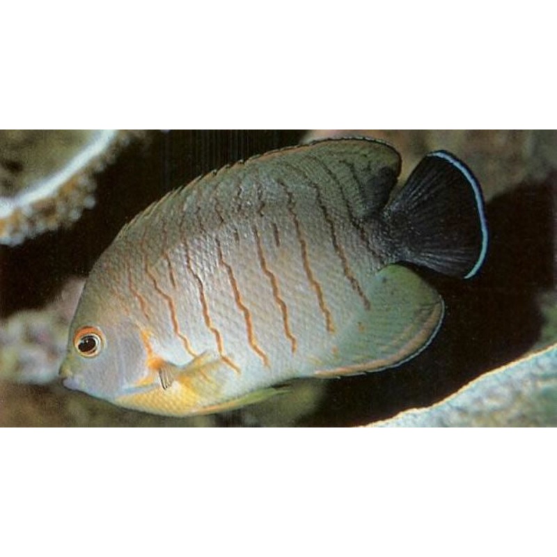 Eibl's Angelfish
