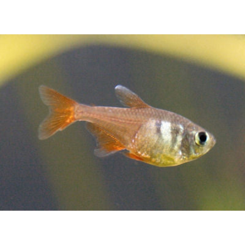Flame Tetra - "Hyphessobrycon flammeus"