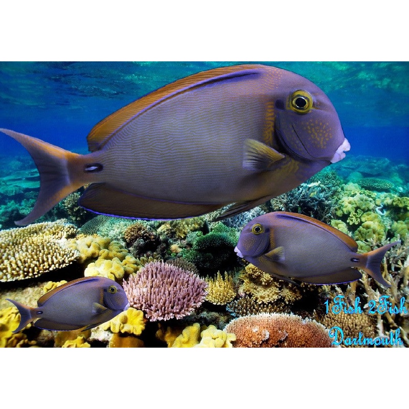 Fowler's Tang "Acanthurus fowleri"