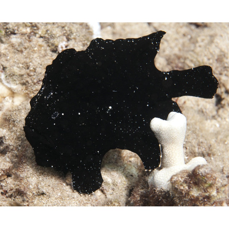 Frogfishes "Antennariidae family"
