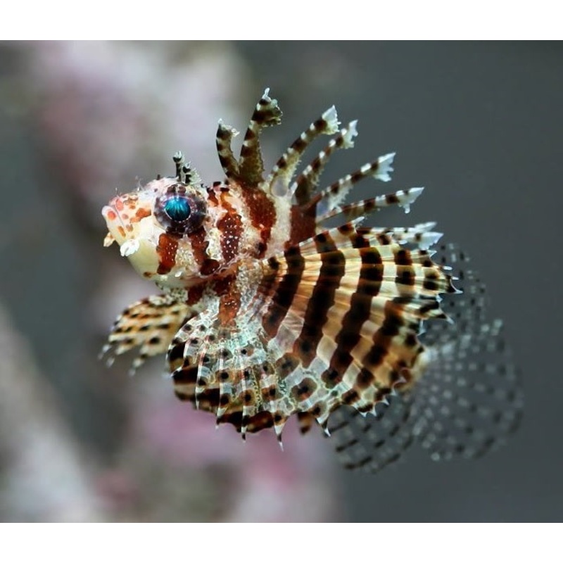 Fuzzy Dwarf Lionfish "Dendrochirus brachypterus"