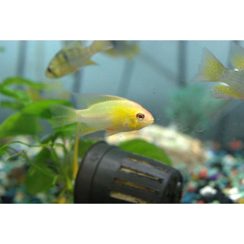 German Gold Ram