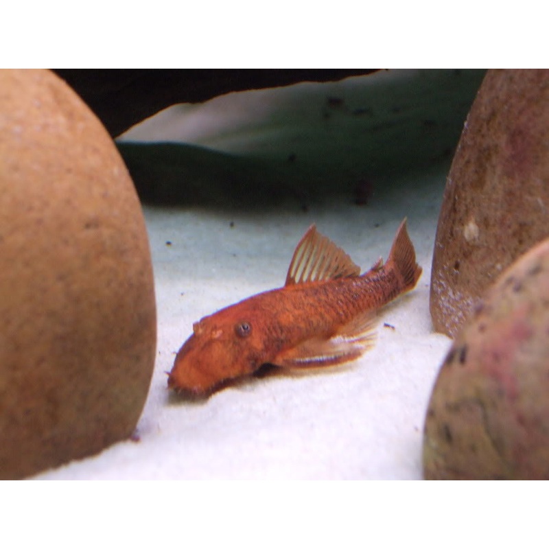 German Red Bushynose Pleco - "Local"