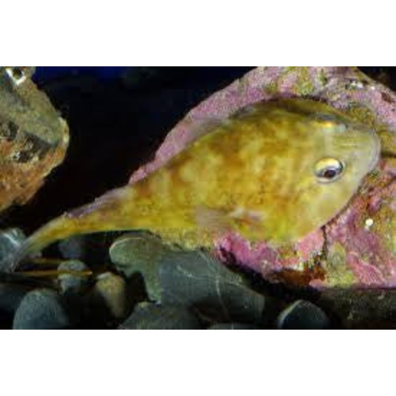 Giant Clingfish "Haplocylix littoreus"