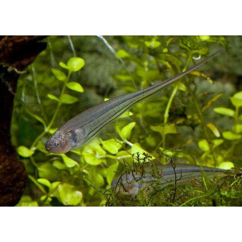Glass Knifefish