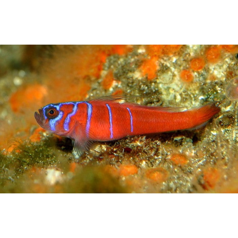 Goby Fish "Gobiodon histrio"