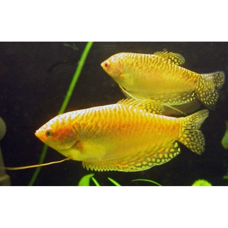 Gold Gourami "Trichogaster trichopterus"