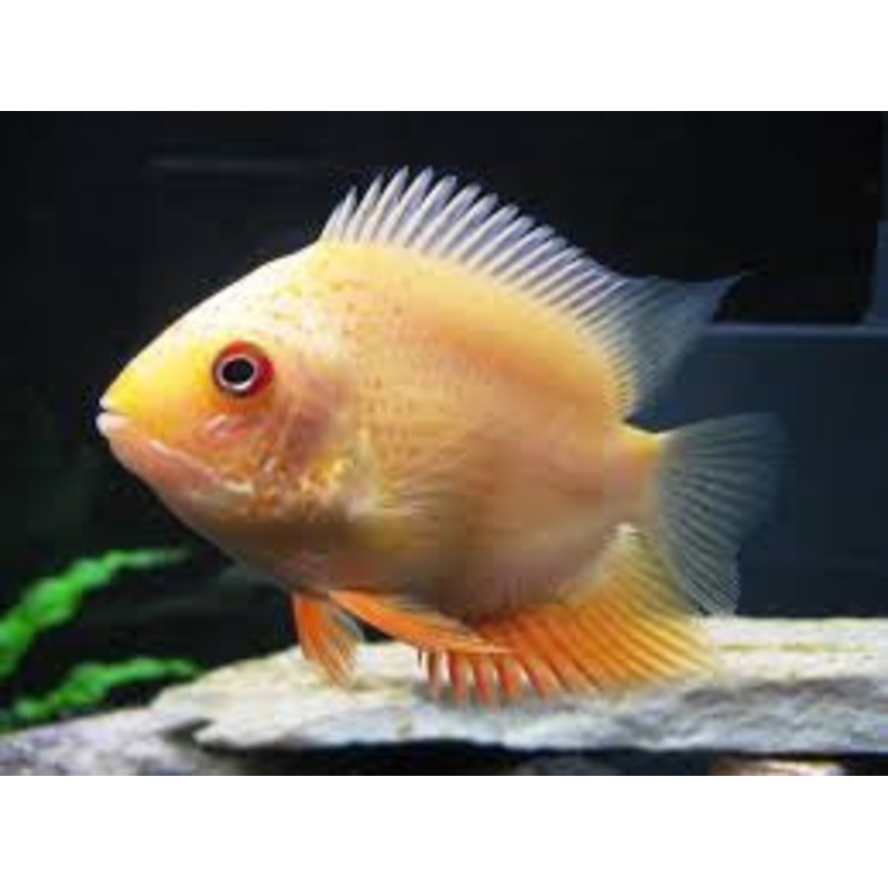 Gold Severum "Heros Efasciatus"