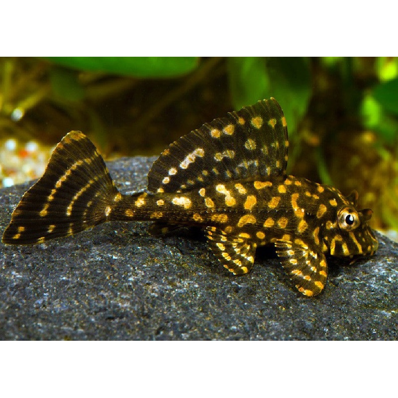 Gold Spot Leopard Pleco ''Pterygoplichthys joselimaianus''- 2.5''