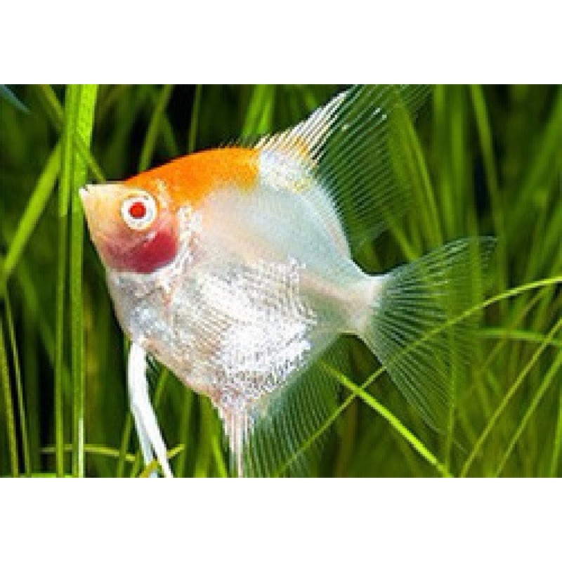 Golden Red Face Angelfish "Pterophyllum Scalare"
