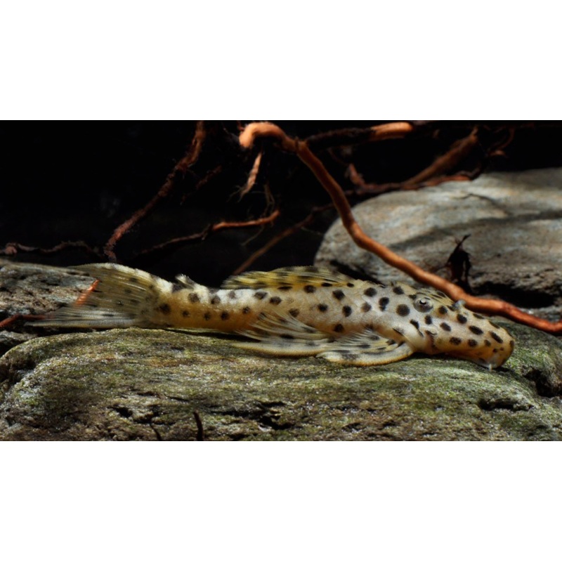 Golden Vampire Pleco - "Leporacanthicus heterodon"