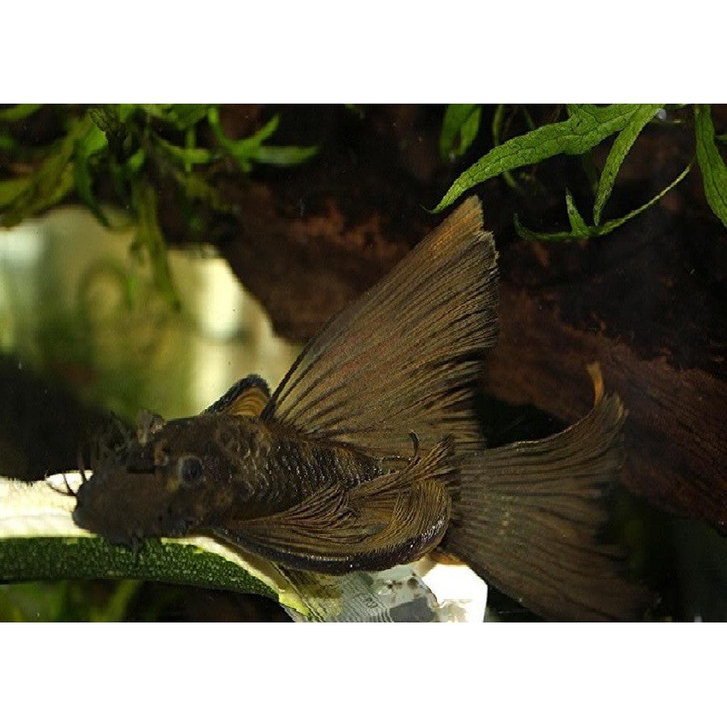 Green Dragon Longfin Bristlenose Pleco  - Locally Bred