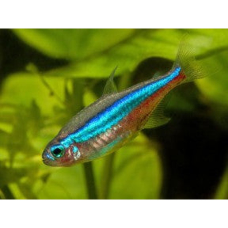 Green Neon Tetra "Paracheirodon simulans"