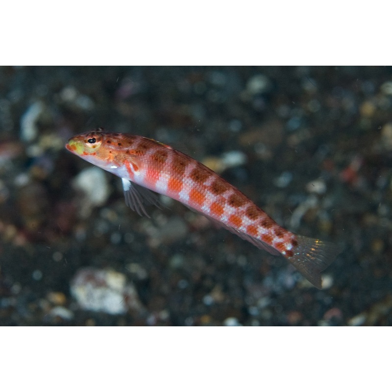 Harlequin Sandperch "Parapercis maculata"