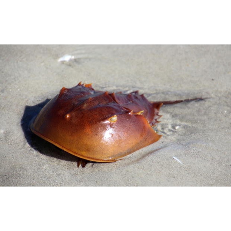 Horseshoe Crab "Limulus polyphemus"
