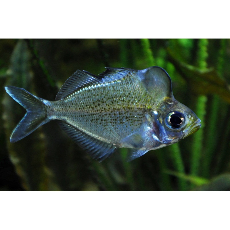 Hump Head Glassfish "Parambassis pulcinella"