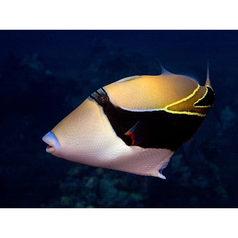 Humu Reef Rectangle Triggerfish "Rhinecanthus rectangulus"