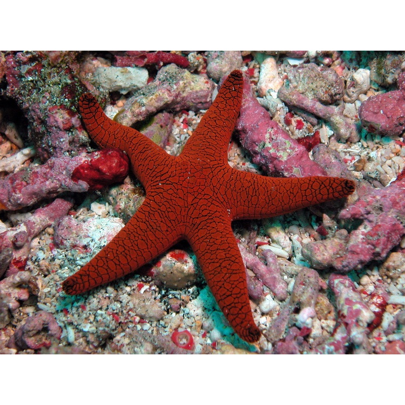 Indian Sea Star - "Fromia indica"