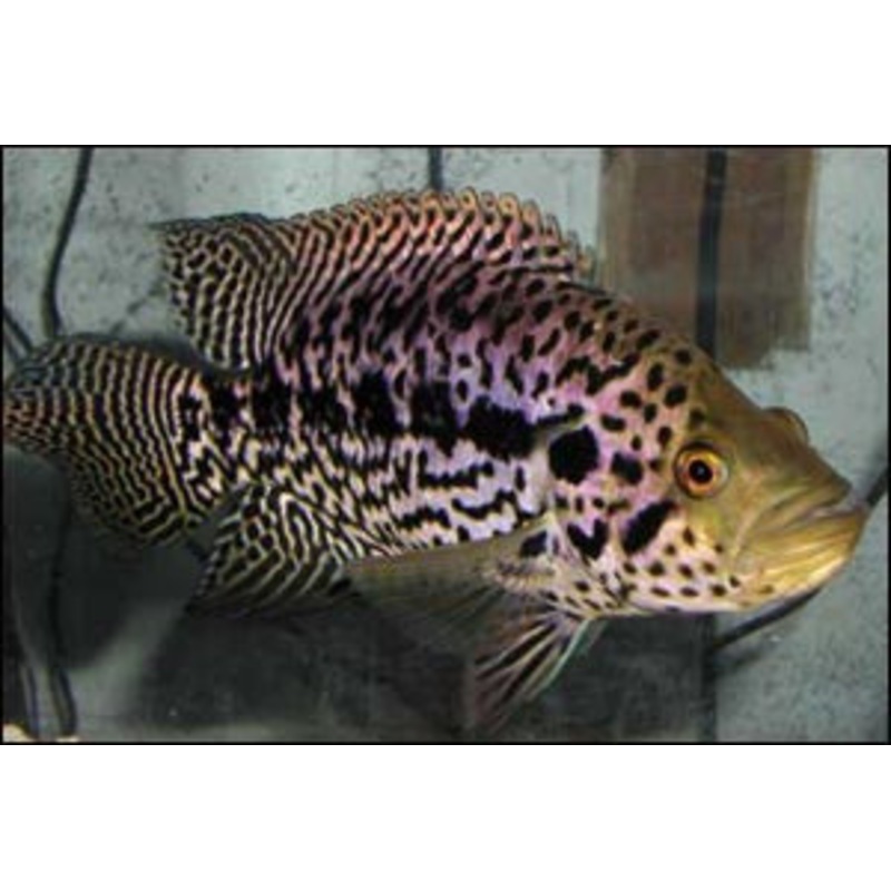 Jaguar Cichlid "Parachromis managuensis"