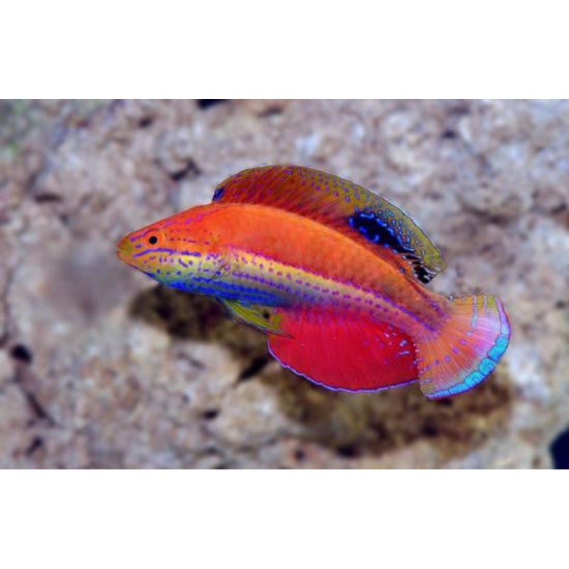 Katoi Fairy Wrasse "Cirrhilabrus katoi"