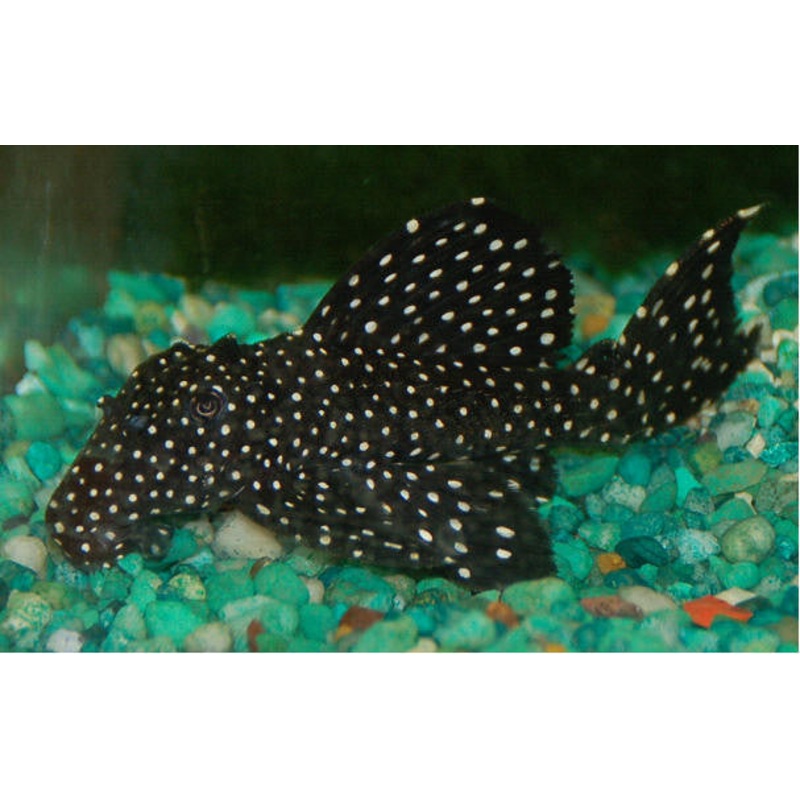 L007 - Vampire Pleco "Leporacanthicus cf. galaxias"
