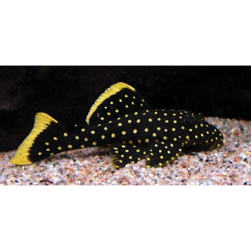 L018 - Golden Nugget Pleco - "Baryancistrus xanthellus"