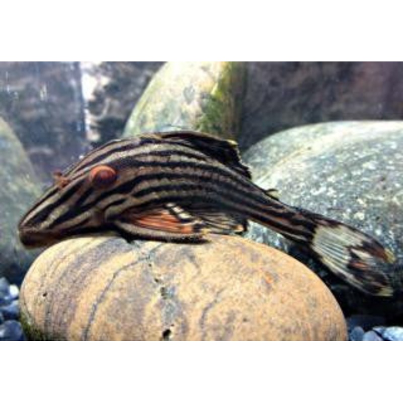 L027 - Long Nose Platinum Royal Pleco - "Panaque cf. armbrusteri"