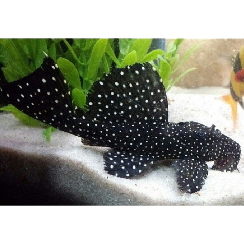 L029 - Galaxy Pleco - "Leporacanthicus galaxias"