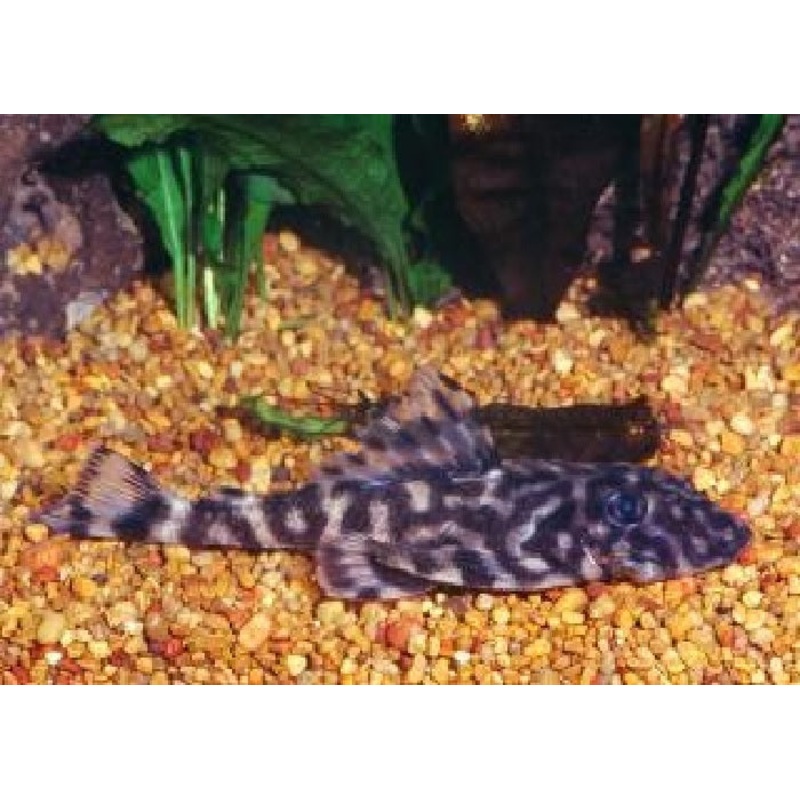 L052 - Flounder Pleco "Dekeyseria sp."