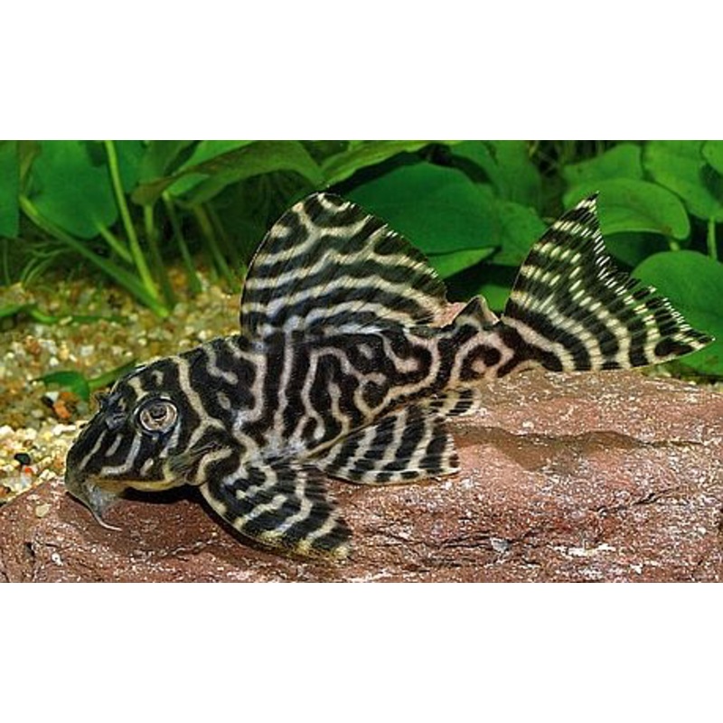 L066 - King Tiger Pleco "Hypancistrus sp."