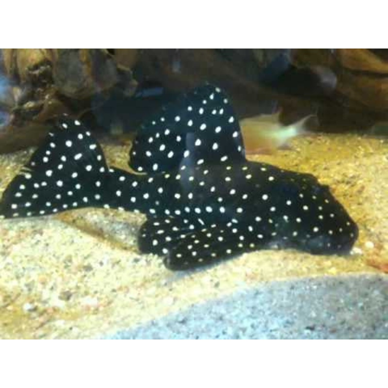 L102 - Snowball Pleco - "Hypancistrus Inspector"