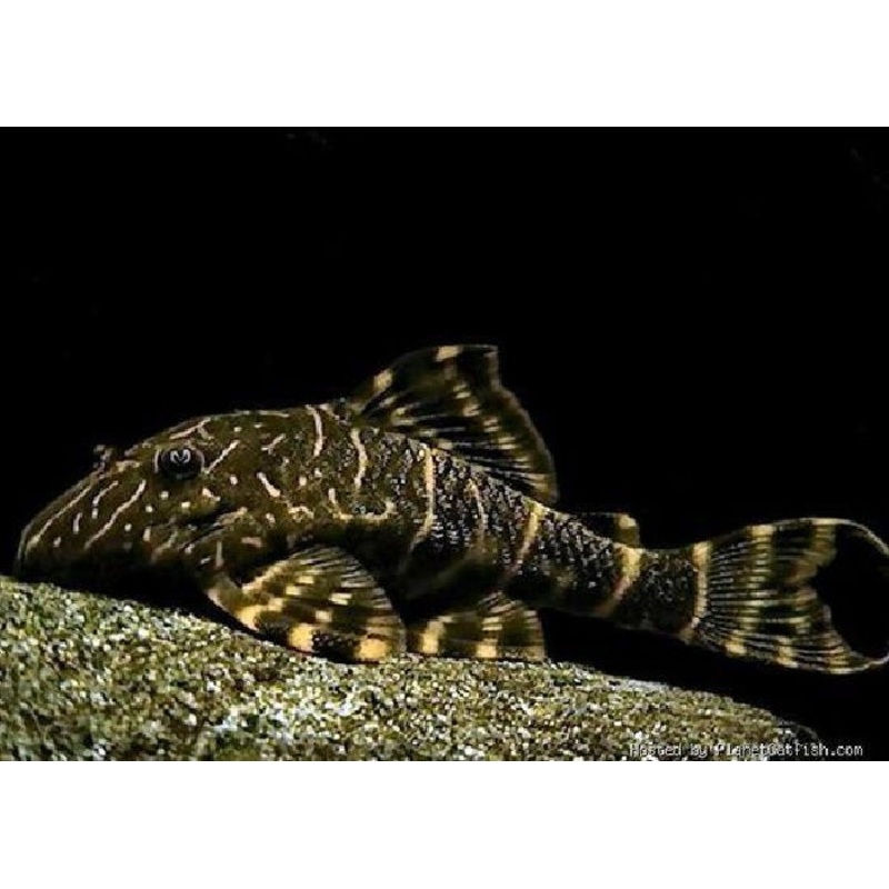 L103 - Clown Pleco "Panaqolus maccus "