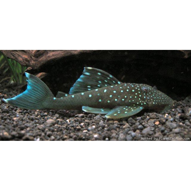 L128 - Blue Phantom Pleco "Hemiancistrus sp."