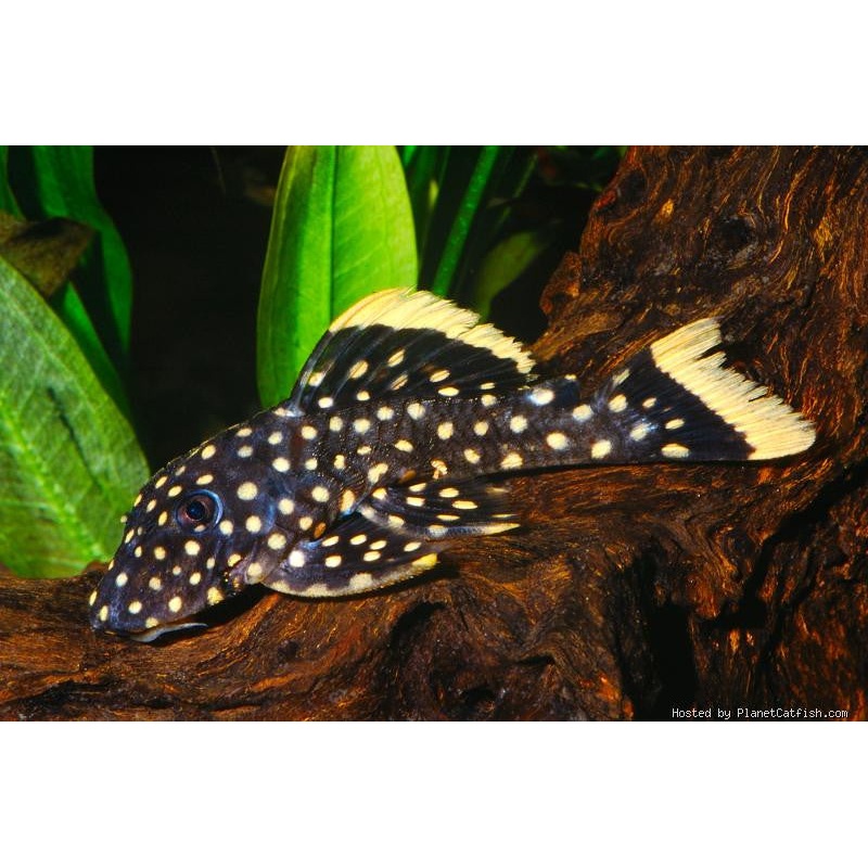 L177 - Yellow Seam Gold Nugget Pleco - "Baryancistrus xanthellus"