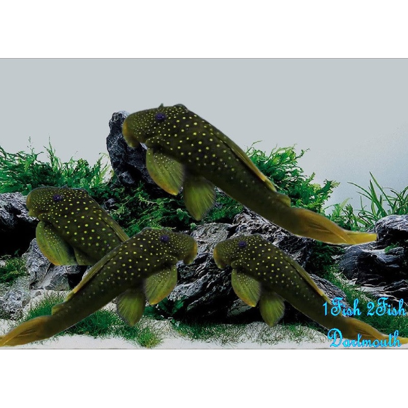 L200 - Green Phantom Pleco "Hemiancistrus subviridis"