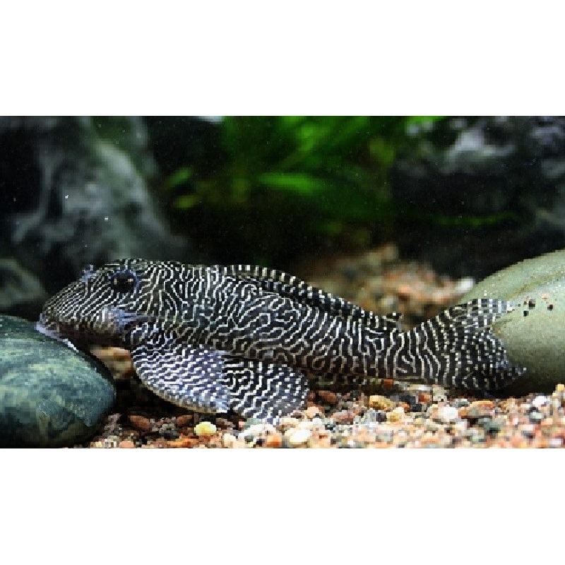 L260 - Queen Arabesque Pleco "Hypancistrus sp."