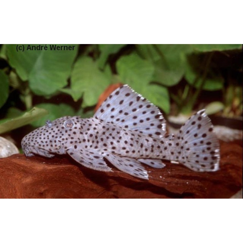 L264 - Sultan Pleco "Leporacanthicus joselimai"