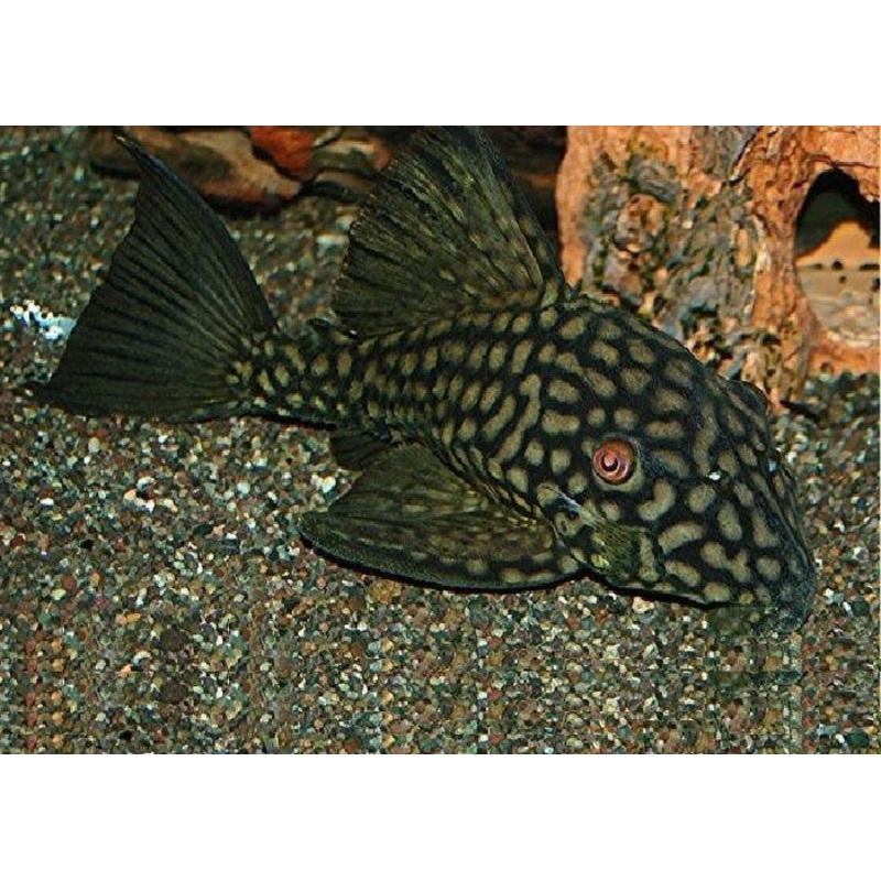 L330 Watermelon Pleco "Panaque cf. nigrolineatus"- Half Spoted