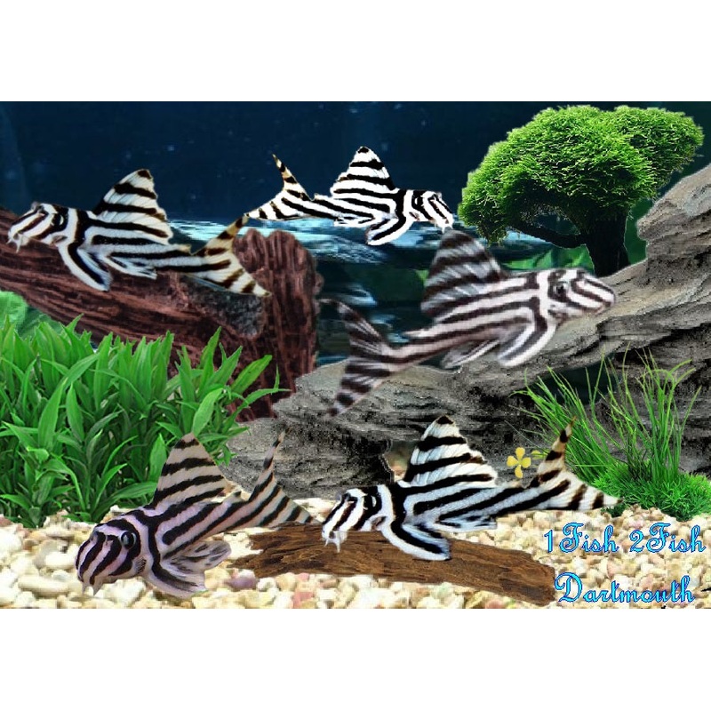 L46 - Zebra Pleco "Hypancistrus zebra"