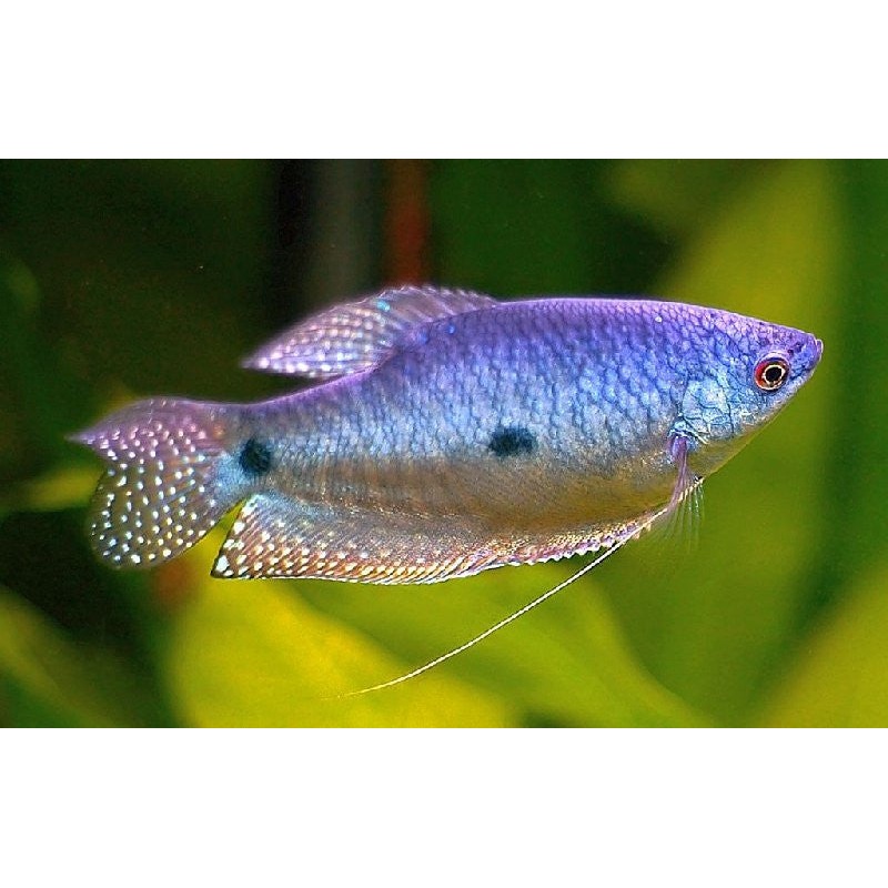 Lavender Gourami "Trichogaster trichopterus"