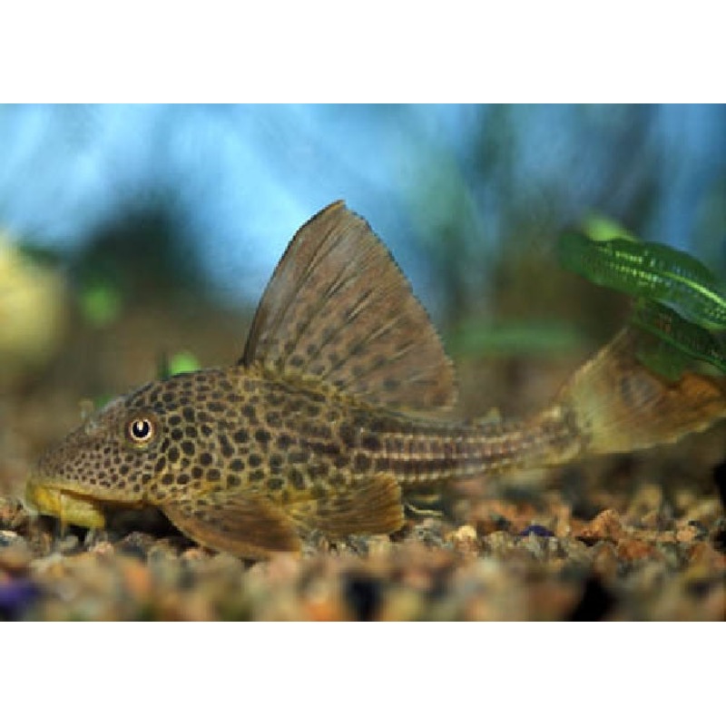 LDA38 - Hypostomus Pleco "Hypostomus plecostomoides"