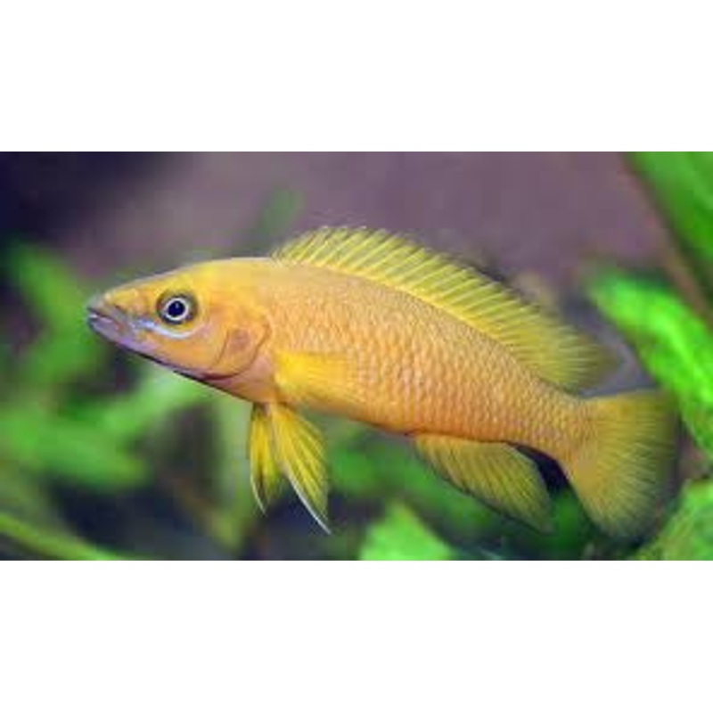 Lemon Cichlid "Neolamprologus Leleupi"