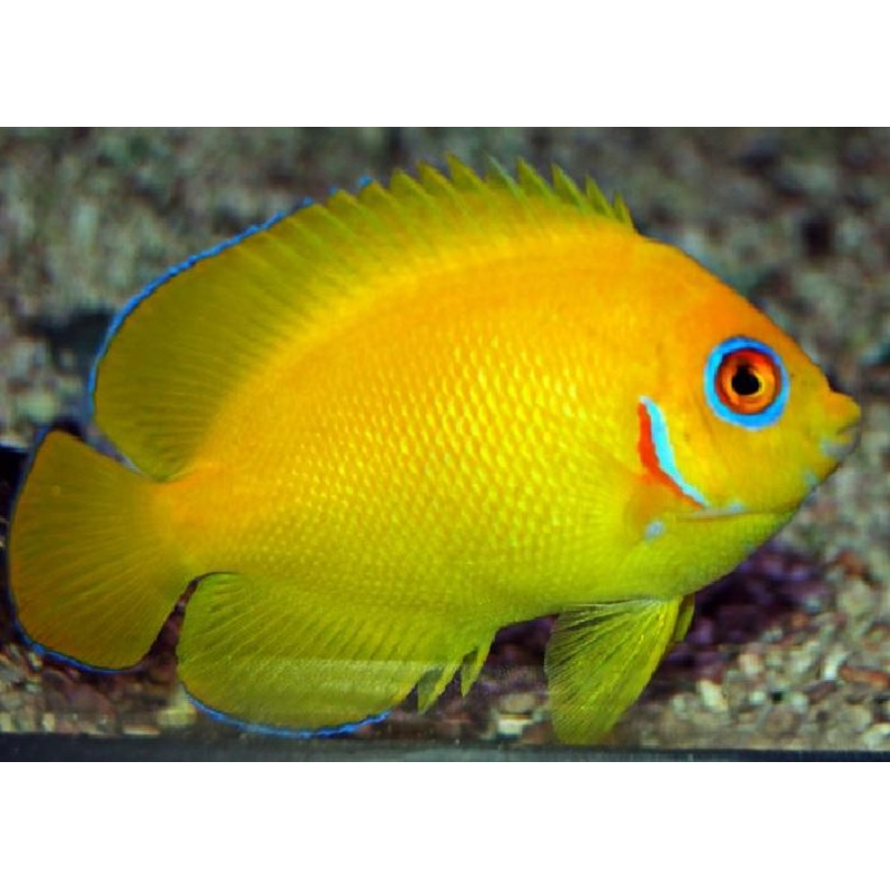 Lemonpeel Angelfish "Centropyge flavissima "