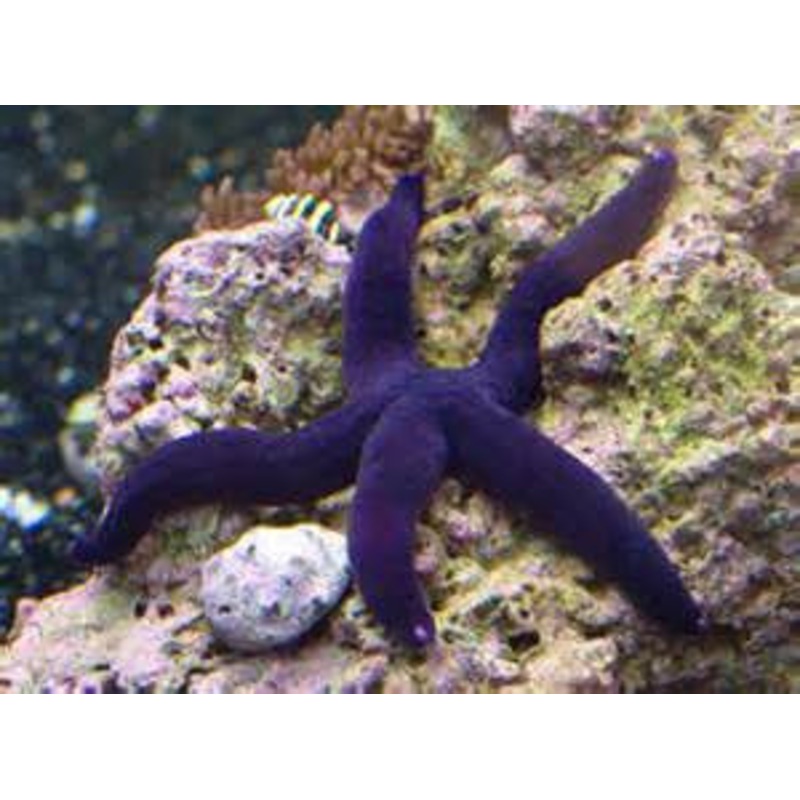 Linckia Purple Starfish - "Linckia teres"